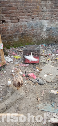 মুরগী বাচ্চা